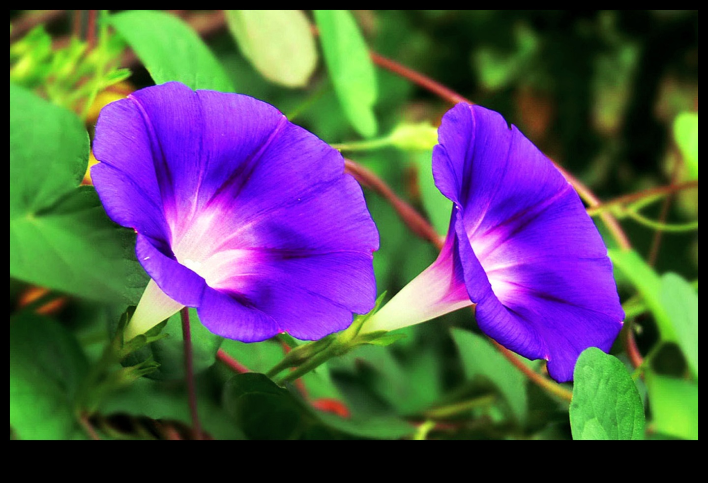 Morning Garden Glory: Θρέφοντας το σώμα σας με φρέσκους χυμούς λαχανικών