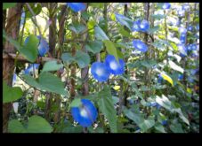 Morning Garden Glory Ένας θρεπτικός τρόπος για να ξεκινήσετε τη μέρα σας