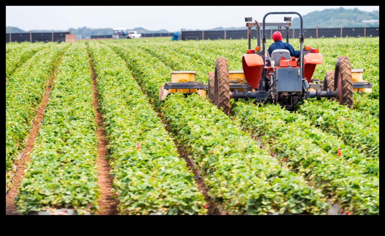 Συγκομιδή Υγείας: Σπορά των Σπόρων της Διατροφικής Σοφίας