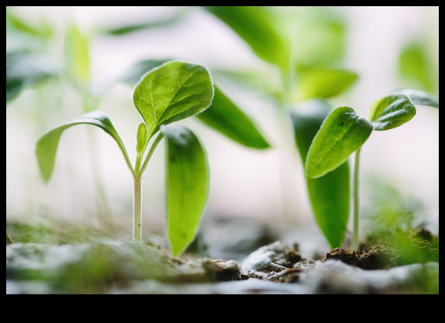 Συγκομιδή Υγείας: Σπορά των Σπόρων της Διατροφικής Σοφίας