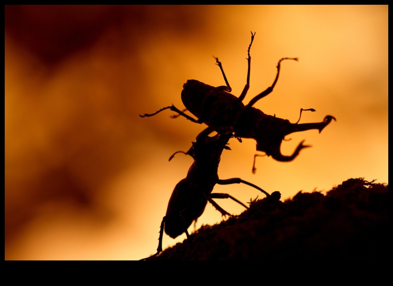 Αποκαλύφθηκαν περίπλοκες λεπτομέρειες: Mastering the Art of Macro Photography