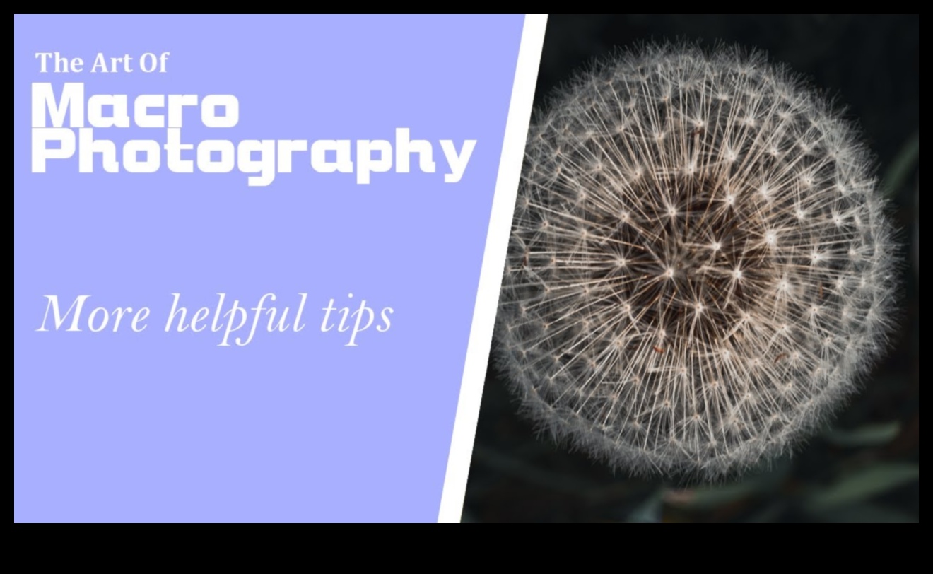 Αποκαλύφθηκαν περίπλοκες λεπτομέρειες: Mastering the Art of Macro Photography