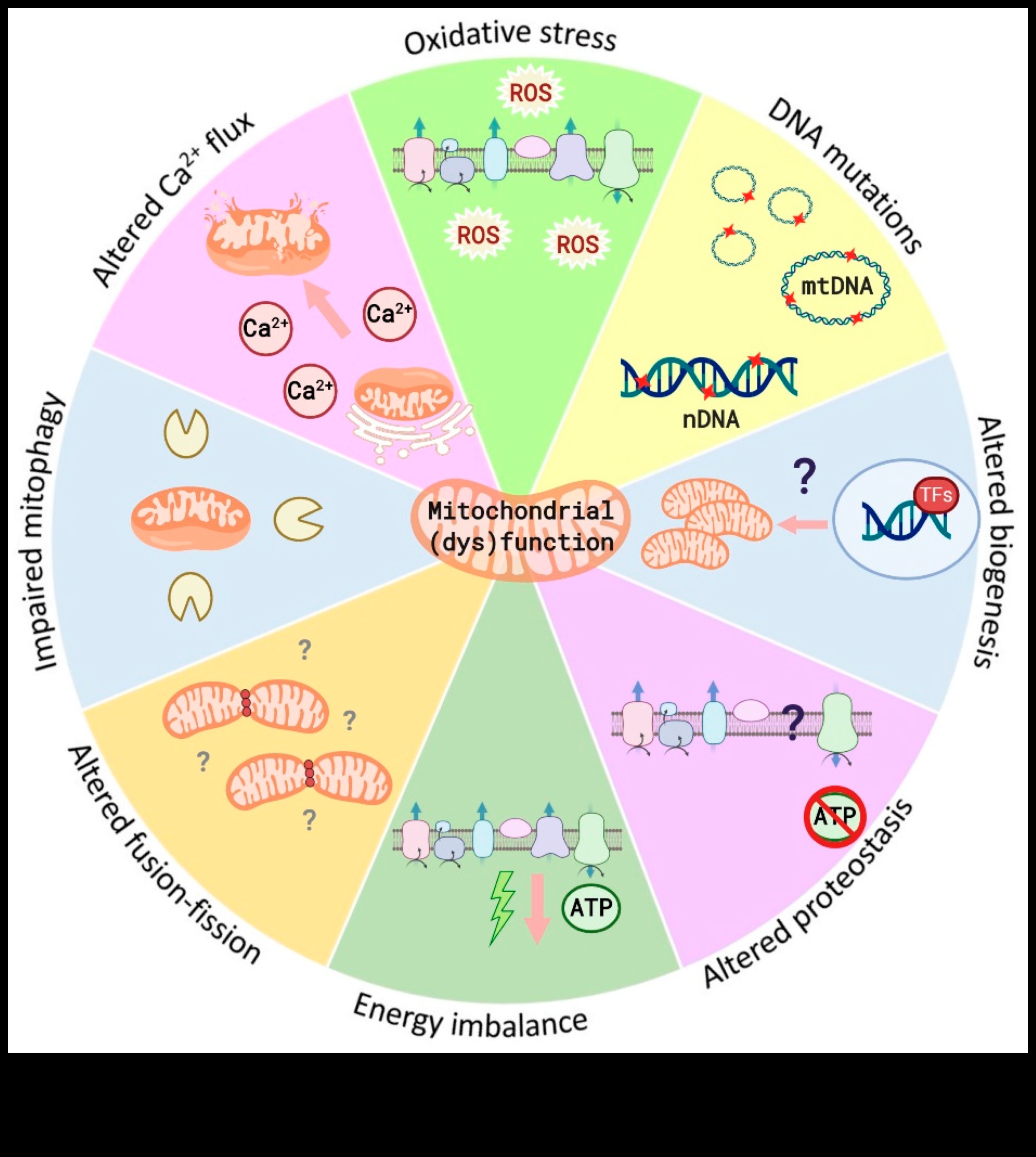 Βιοχημική ευεξία: Η διασταύρωση διατροφής και υγείας