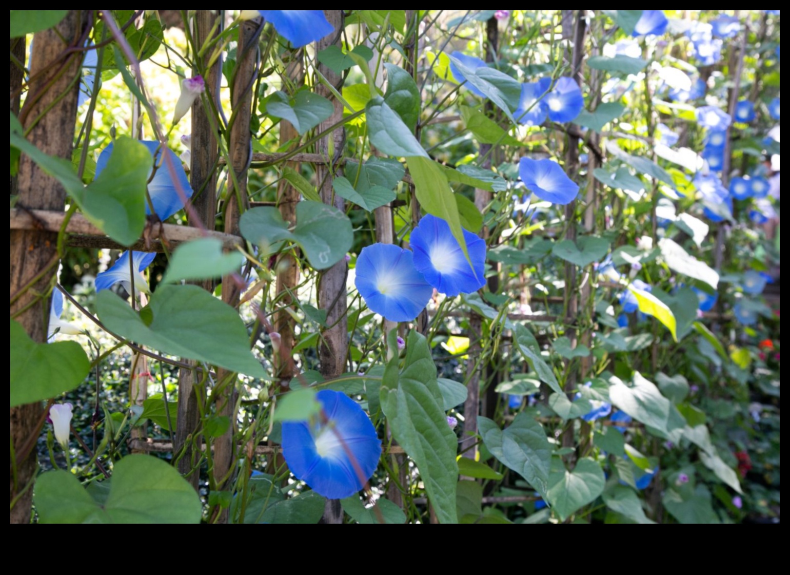 Morning Garden Glory: Θρέφοντας το σώμα σας με φρέσκους χυμούς λαχανικών