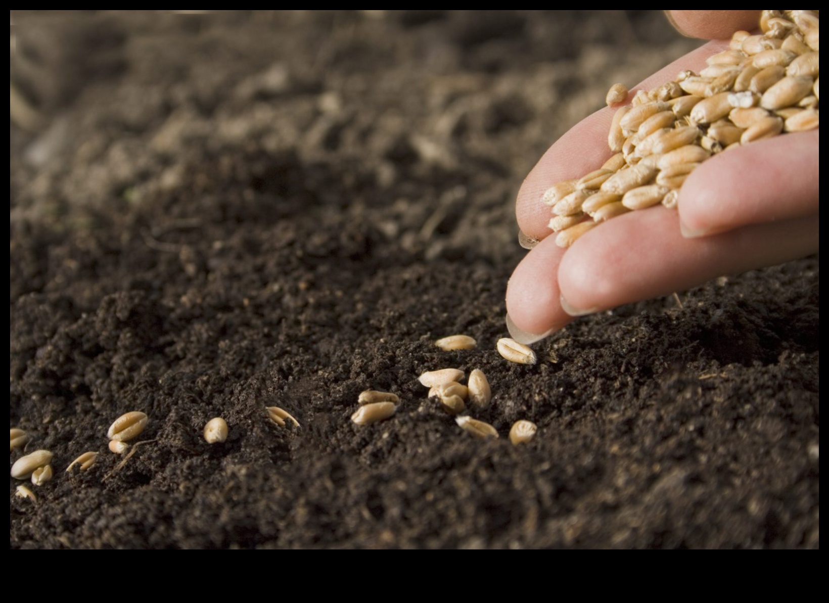 Συγκομιδή Υγείας: Σπορά των Σπόρων της Διατροφικής Σοφίας